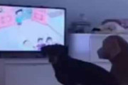 うちの犬がテレビを見ていた。リモコンで電源を切ってみる → ドラえもんは犬界でも人気のようです…