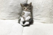 【ねこ画像】座椅子でスヤスヤ眠る子猫ちゃん…あれ？このポーズは飼い主さんの真似っこでしょうかwww