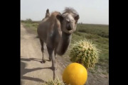 【動画】ラクダ「レモン不味すぎワロタ」