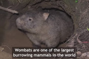 【奇跡】オーストラリア火災でウォンバットが他の動物たちを自分の巣へ避難させている