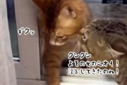 浮気してるのがバレてブチ切れられる猫、恐ろしくて家の中に入れない