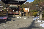 【訃報】鳩　凍死