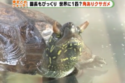 「世界に1頭しかいないのでは」 “角”が生えたカメ公開 静岡・iZoo