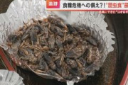 【CBCテレビ】何かと話題の昆虫食「食感はサクサク」 「見なければエビ」食用コオロギの生産工場に潜入　牛肉や鶏肉の3倍以上のタンパク質