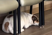 病院に搬送された飼い主を、待合室の椅子の下でじっと待ち続ける犬の献身