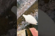 【動画】鳥が凍って動けなくなるのを殴って助ける男ｗｗｗ