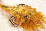 甲冑まとった謎の珍魚「オニキホウボウ」を世界初展示