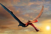 【古生物学】まさにドラゴン、空飛ぶ爬虫類の化石発見　オーストラリア最大