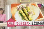 【悲報】「若者のワサビ嫌い」で生産量激減！！「このままでは日本の食文化が失われる。」