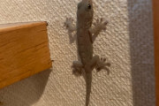 ヤモリがうちに入り込んでるんだがなんとかする方法教えてくれ・・・