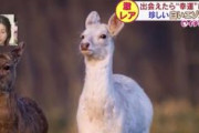 【朗報】真っ白なシカさんが発見され撮影に成功　北海道