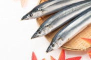 【秋の味覚】サンマ、今年も不漁。過去最低だった去年を下回る