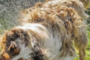 【緊急】風呂上がりに「犬」してるやつ、やめとけｗｗｗｗｗｗｗｗｗ