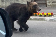 【悲報】札幌市内で人を襲ったクマを射殺駆除した猟友会さん、非難されてしまう…「残酷」「クマがかわいそう」