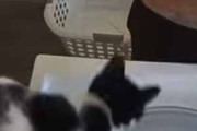 ネコ飼いが洗濯をしていた。洗濯機から服を取り出す → すると猫はこうなります…