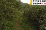 クロスズメバチか 登山中に中学生5人がハチに刺される…「パニックの人はハチと闘ったり...怖かった」【山形】