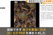 【千葉】東京湾でワタリガニ大量捕獲の外国人が急増　中国SNSに「98匹」
