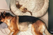外国人「昼寝を楽しんでるペットをひたすら見せていくｗｗｗ」