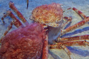 直後【（つд｀） 】鳥羽水族館で脱皮したてのカニが食われた…