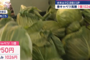【悲報】春キャベツ“高騰”　1個1026円も…