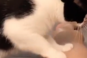 癒し効果がすごい！街で最高の猫マッサージ師のテクニック。海外の反応