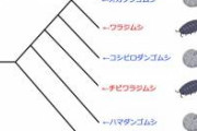 なんとなくダンゴムシとワラジムシの系統関係を調べたらとんでもないことになっていて頭を抱えている