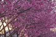 お花見に行けない奥様に近所の桜の画像をお届けするわ(画像）