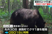 【悲報】北海道で猛威を振るった熊「OSO18」、あっけなく駆除される