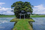 今は「ポツ神（田んぼの真ん中ポツンと神社）」のベストシーズン。天空に浮かぶ小さな島を訪れたかのような気分を味わえる。