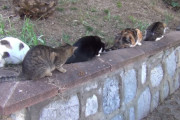 ズラリ整列！トルコの庭猫ちゃんたち9頭が知らせる春の訪れ