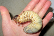 【情報】カブトムシの幼虫はビタミンなどを豊富に含んだ完全食