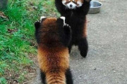 【悲報】レッサーパンダ、ガチで攻撃的な生き物すぎる