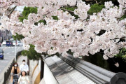 【桜】京都、開花宣言
