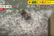 【画像あり】外来魚が異常繁殖してる湖で電気ショックを流した結果ｗｗｗｗｗｗｗｗ