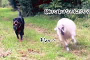 絶対に負けない！犬と一緒に育った羊の犬化が進み過ぎると、ライバル心を抱くようになる