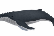 ザトウクジラ「ダイバーうめぇぇwww」→オェー！！！
