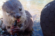 海外「Youtubeで一番幸せなカワウソ！」川遊びをするカワウソが可愛いと話題に（海外の反応）