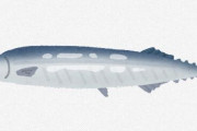 【魚類】なぜ、鮮魚売り場にガリガリに痩せたサンマしか並ばなくなったのか・・・