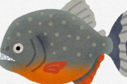 【朗報】魚のピラニアさん、普通にうまそう