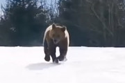 スキー場で遭遇したクマさんを他の客から遠ざけるインストラクターGJ動画。