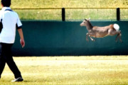 野球中に鹿が乱入して試合が中断　奈良