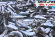 函館に続き江差町にも大量のイワシ　死んだ状態で約1トン　北海道は拾って食べないよう呼びかけ