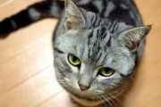 イタズラして母に怒られふて腐れながら助けを求めてくるねこ【再】