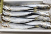 【これが現実】自称食通「アジ、いわし、サンマの握りうめえええええｗｗｗ（魚の臭み我慢しながら）」