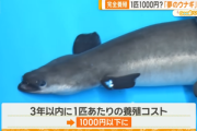 【朗報】ウナギの完全養殖､研究者｢3年以内に1匹1000円以下目標｣ 新型水槽開発で従来の10倍の赤ちゃんウナギの飼育が可能に