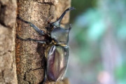 日本で野生のカブトムシ捕まえたことある？
