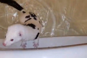 ミンクの入浴は手間いらず？自分で体まで拭く様子にビックリ