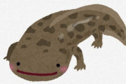 お前らが知ってる両生類「オオサンショウウオ」「クロサンショウウオ」「オオイタサンショウウオ」以外ない