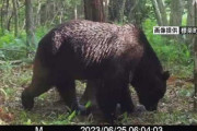 【北海道】牛襲うヒグマ「ＯＳＯ１８」の鮮明なカラー画像がこちら！