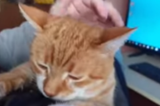「いいエンジンですね」毎朝喉を鳴らして飼い主にすり寄ってくる猫が可愛すぎる　海外の反応